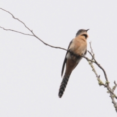 Cacomantis flabelliformis (Fan-tailed Cuckoo) at Sutton, NSW - 23 Oct 2022 by Harrisi