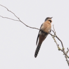 Cacomantis flabelliformis (Fan-tailed Cuckoo) at Sutton, NSW - 22 Oct 2022 by Harrisi