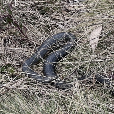 Austrelaps ramsayi (Highlands Copperhead) at Bimberi Nature Reserve - 12 Oct 2022 by AshW