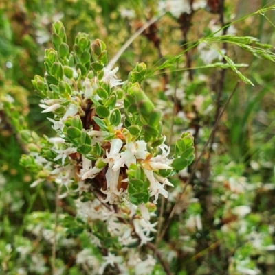 Brachyloma daphnoides (Daphne Heath) at Lake Ginninderra - 23 Oct 2022 by HughCo