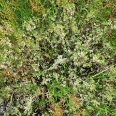 Brachyloma daphnoides at Belconnen, ACT - 23 Oct 2022