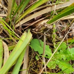 Lomandra multiflora (Many-flowered Matrush) at Lake Ginninderra - 23 Oct 2022 by HughCo