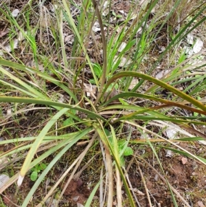 Lomandra multiflora at Belconnen, ACT - 23 Oct 2022