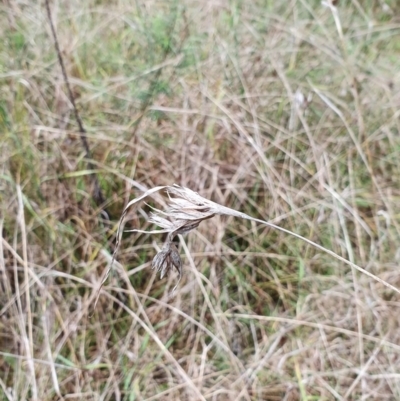 Themeda triandra (Kangaroo Grass) at Lake Ginninderra - 23 Oct 2022 by HughCo