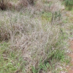 Themeda triandra at Belconnen, ACT - 23 Oct 2022 12:02 PM