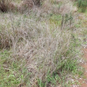 Themeda triandra at Belconnen, ACT - 23 Oct 2022 12:02 PM