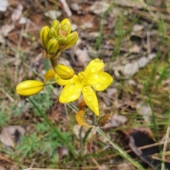 Bulbine bulbosa (Golden Lily) at Belconnen, ACT - 23 Oct 2022 by HughCo