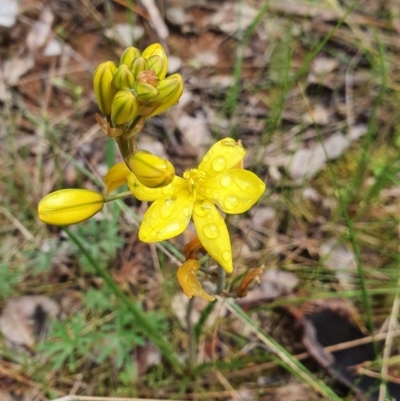 Bulbine bulbosa (Golden Lily, Bulbine Lily) at Belconnen, ACT - 23 Oct 2022 by HughCo