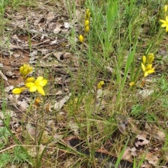 Bulbine bulbosa at Belconnen, ACT - 23 Oct 2022 12:01 PM