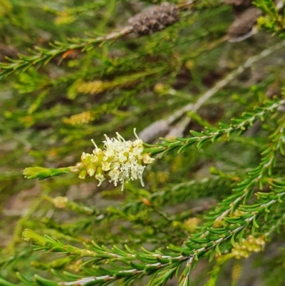 Melaleuca parvistaminea (Small-flowered Honey-myrtle) at Lake Ginninderra - 23 Oct 2022 by HughCo