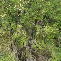 Melaleuca parvistaminea at Belconnen, ACT - 23 Oct 2022