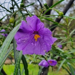 Solanum linearifolium at Belconnen, ACT - 23 Oct 2022