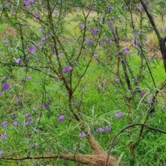 Solanum linearifolium at Belconnen, ACT - 23 Oct 2022