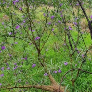 Solanum linearifolium at Belconnen, ACT - 23 Oct 2022