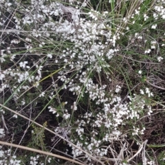 Cryptandra amara (Bitter Cryptandra) at Delegate, NSW - 11 Oct 2022 by BlackFlat