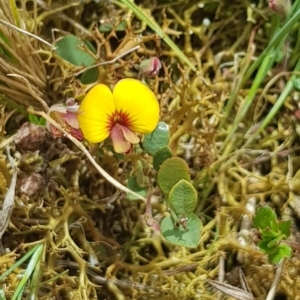 Bossiaea prostrata at Delegate, NSW - 11 Oct 2022