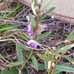 Hovea heterophylla (Common Hovea) at Delegate, NSW - 11 Oct 2022 by BlackFlat