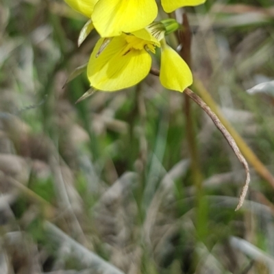 Diuris subalpina (Small Snake Orchid) at Delegate, NSW - 11 Oct 2022 by BlackFlat