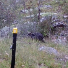 Wallabia bicolor (Swamp Wallaby) at Kambah, ACT - 24 Apr 2022 by MountTaylorParkcareGroup