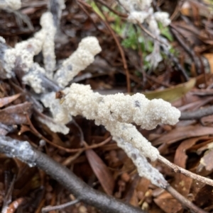 Myxomycete-plasmodium(class) at Coree, ACT - 25 Oct 2022 08:40 AM