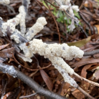 Myxomycete-plasmodium(class) (A slime mould) at Coree, ACT - 24 Oct 2022 by Rebeccaryanactgov