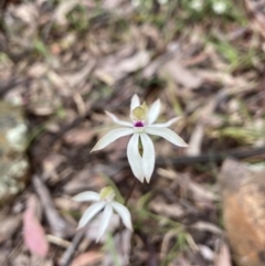 Caladenia moschata (Musky Caps) at Black Mountain - 24 Oct 2022 by Jenny54