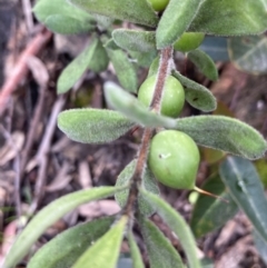 Persoonia rigida (Hairy Geebung) at Molonglo Valley, ACT - 25 Oct 2022 by Jenny54