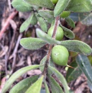 Persoonia rigida at Molonglo Valley, ACT - 25 Oct 2022