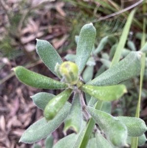 Persoonia rigida at Molonglo Valley, ACT - 25 Oct 2022