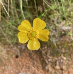 Ranunculus sp. (Buttercup) at Molonglo Valley, ACT - 25 Oct 2022 by Jenny54