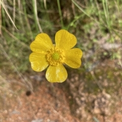 Ranunculus sp. (Buttercup) at Molonglo Valley, ACT - 24 Oct 2022 by Jenny54