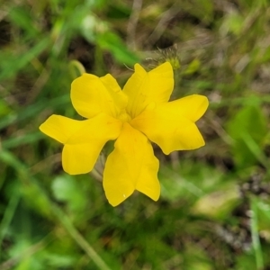 Goodenia pinnatifida at Mitchell, ACT - 25 Oct 2022