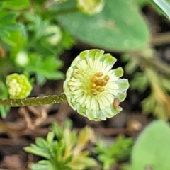 Cotula australis (Common Cotula, Carrot Weed) at Crace Grasslands - 25 Oct 2022 by trevorpreston