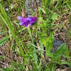 Echium plantagineum at Mitchell, ACT - 25 Oct 2022 12:05 PM