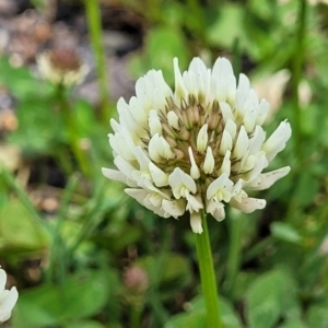 Trifolium repens at Mitchell, ACT - 25 Oct 2022