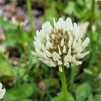 Trifolium repens (White Clover) at Crace Grasslands - 25 Oct 2022 by trevorpreston