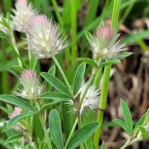 Trifolium arvense var. arvense at Mitchell, ACT - 25 Oct 2022 11:36 AM