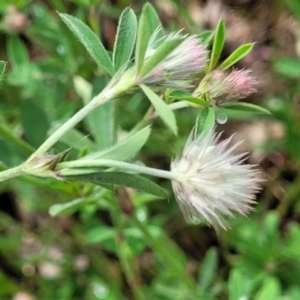 Trifolium arvense var. arvense at Mitchell, ACT - 25 Oct 2022 11:36 AM