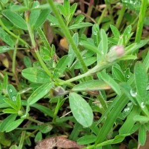 Trifolium arvense var. arvense at Mitchell, ACT - 25 Oct 2022