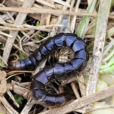 Scolopendromorpha (order) (A centipede) at Crace Grasslands - 25 Oct 2022 by trevorpreston