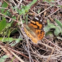 Vanessa kershawi (Australian Painted Lady) at Crace Grasslands - 25 Oct 2022 by trevorpreston