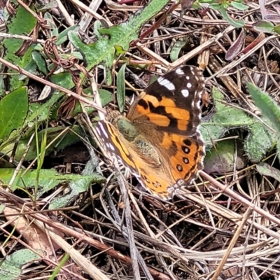 Vanessa kershawi (Australian Painted Lady) at Crace Grasslands - 25 Oct 2022 by trevorpreston