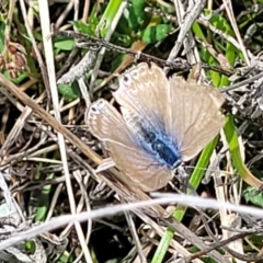 Lampides boeticus (Long-tailed Pea-blue) at Crace Grasslands - 25 Oct 2022 by trevorpreston