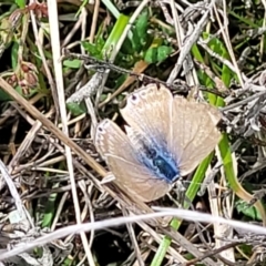 Lampides boeticus at Mitchell, ACT - 25 Oct 2022 11:53 AM