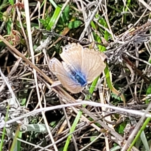 Lampides boeticus at Mitchell, ACT - 25 Oct 2022 11:53 AM