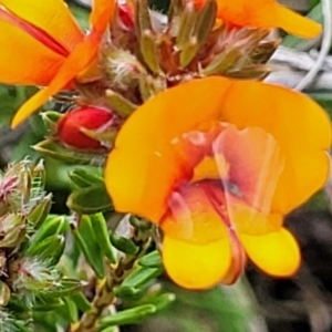 Pultenaea subspicata at Mitchell, ACT - 25 Oct 2022