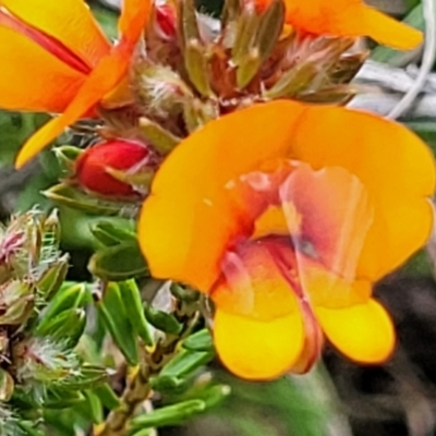 Pultenaea subspicata (Low Bush-pea) at Crace Grasslands - 25 Oct 2022 by trevorpreston