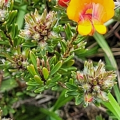 Pultenaea subspicata at Mitchell, ACT - 25 Oct 2022