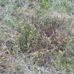 Pultenaea subspicata at Mitchell, ACT - 25 Oct 2022