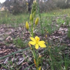 Bulbine bulbosa (Golden Lily, Bulbine Lily) at Wamboin, NSW - 23 Oct 2020 by Devesons